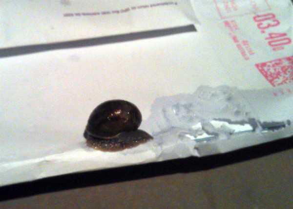 Snail Mail